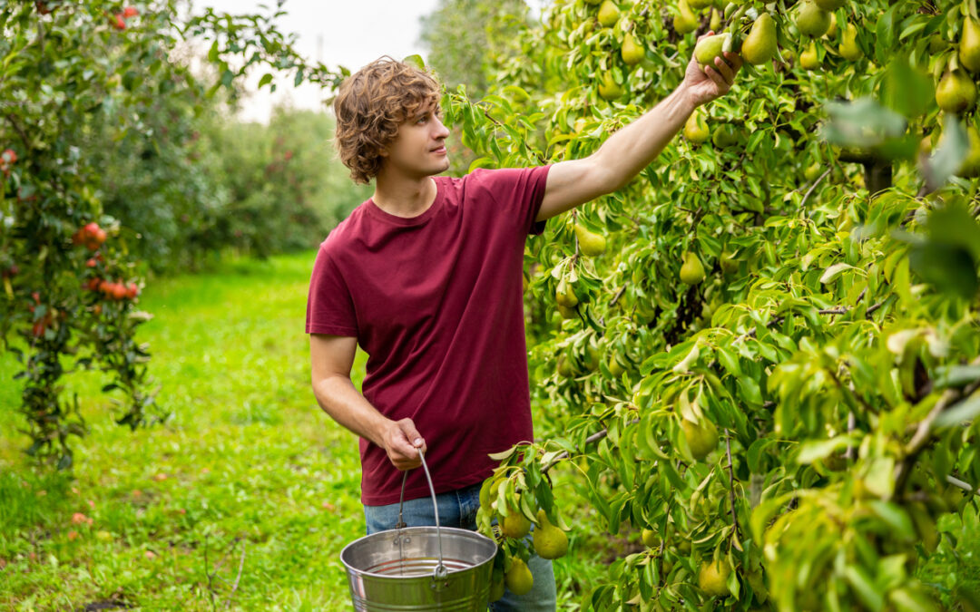 Alimentazione e agricoltura sostenibile: l’importanza di prediligere frutta eco-friendly, come la pera.